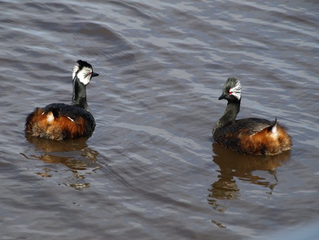 ../../Pictures/241209/032 Maca comun.JPG